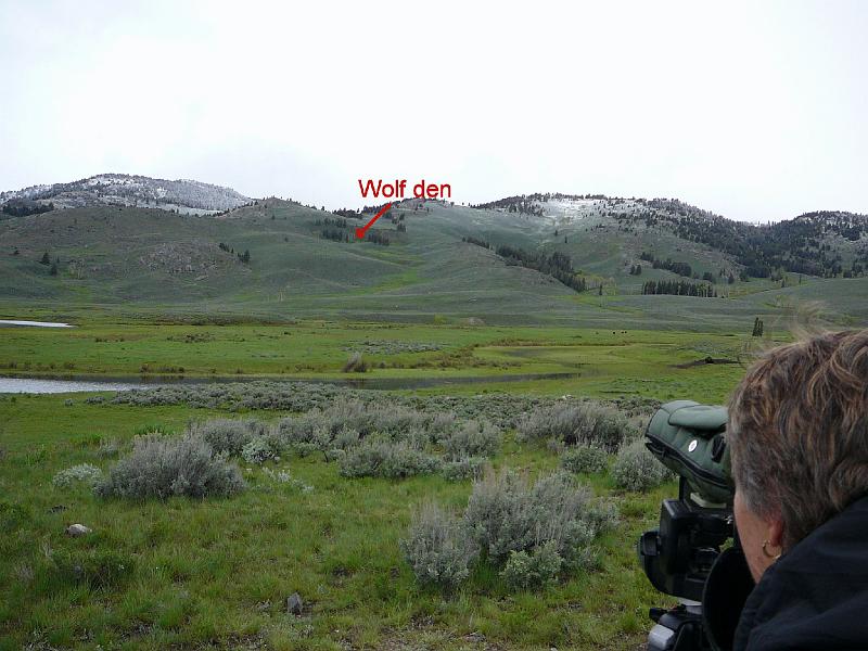 Wolf den.jpg - Tish is in the lower right of this picture.  With the spotting scope we could actually see a wolf pup and his wolf baby-sitter up at where the arrow is pointing.  Sorry - no pictures of the pup.